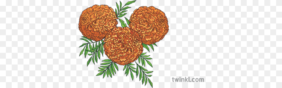 Marigold Flowers Day Of The Dead Plant Mexico Mps Ks2 Illustration, Art, Pattern, Tree, Graphics Free Png