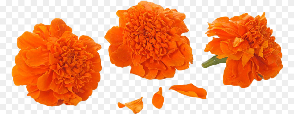 Marigold Flowers In, Dahlia, Flower, Petal, Plant Free Png Download