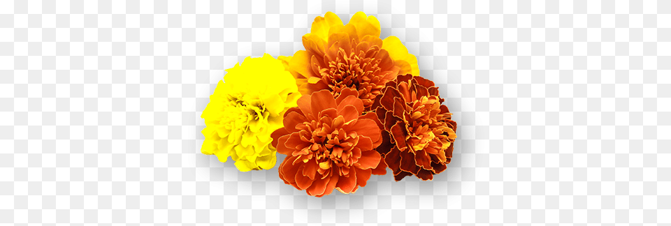 Marigold Flowers Tagetes Patula, Dahlia, Flower, Plant, Flower Arrangement Free Png Download