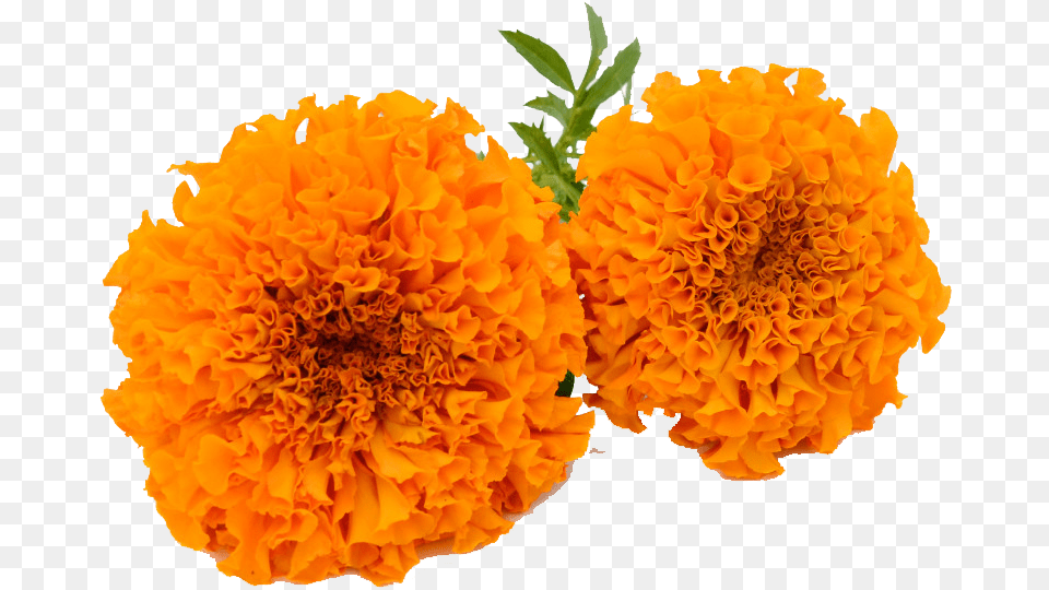 Marigold Garland Marigold Flower Clipart, Carnation, Petal, Plant, Dahlia Png Image