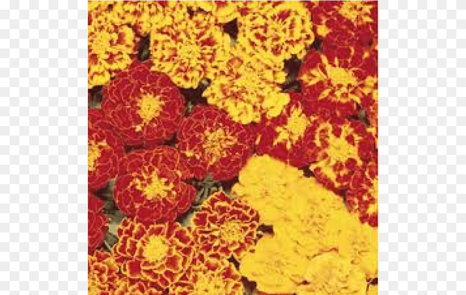 Marigold Guljafri Flower Seeds Online In India Common Zinnia, Dahlia, Petal, Plant, Carnation Png Image