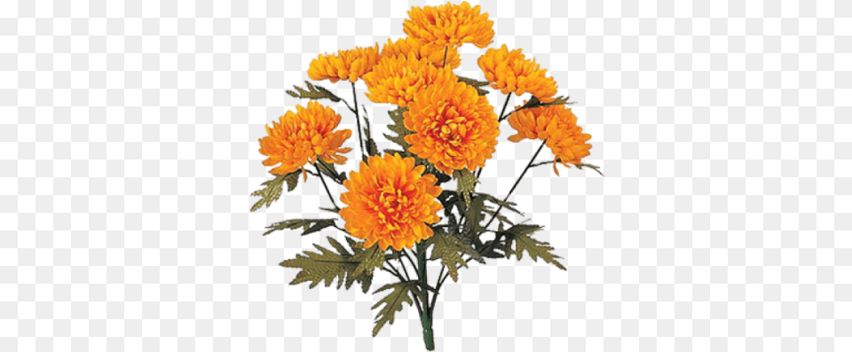 Marigold Icon Clipart Chrysanthemum Flowers, Dahlia, Flower, Plant, Daisy Png Image