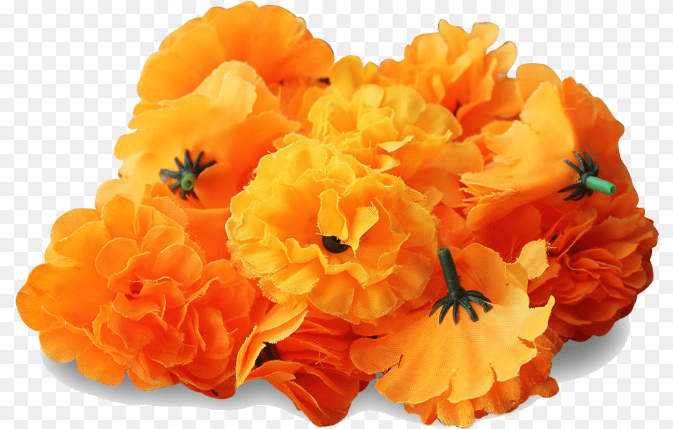 Marigold Image Marigold Flower, Geranium, Petal, Plant, Flower Arrangement Png