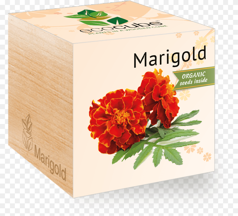Marigold Marigold, Plant, Herbs, Herbal, Box Free Transparent Png