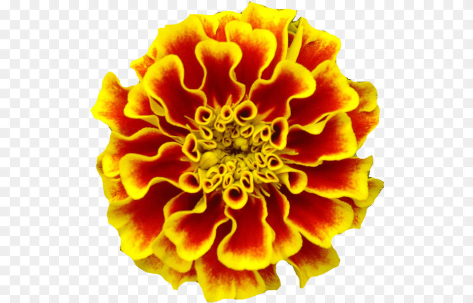 Marigold Marigolds Tattoo Birth Flower Mexican Marigold, Dahlia, Petal, Plant, Pollen Png Image