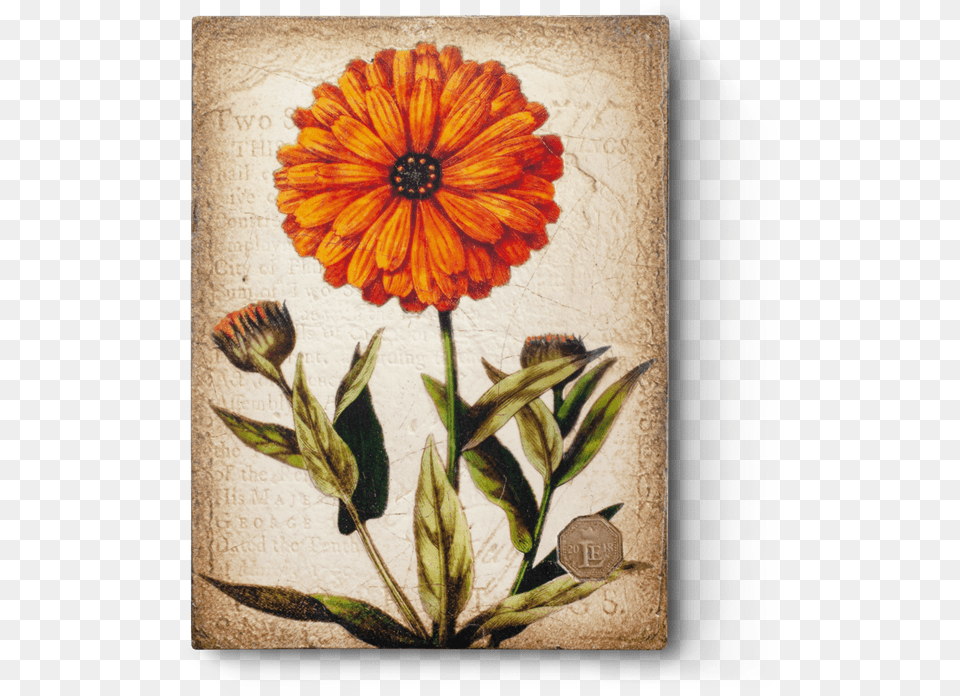 Marigold Necklace Marigold Pendant Vintage Marigold Vintage Marigold Botanical Illustration, Dahlia, Daisy, Flower, Petal Free Png Download