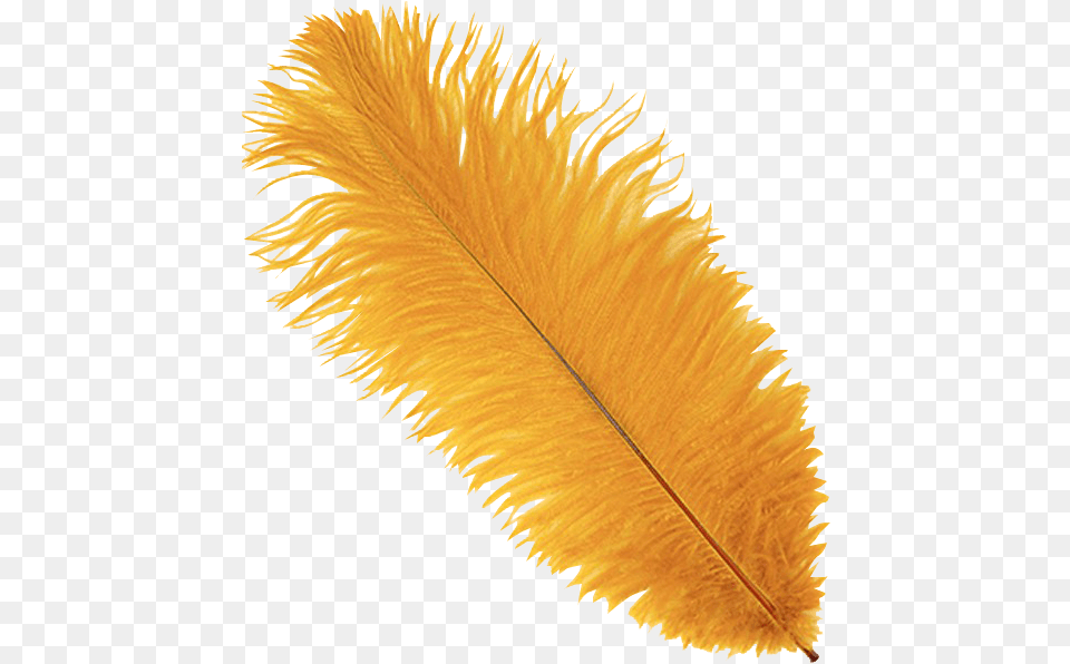 Marigold Ostrich Feather Plume Transparent Feathers Yellow, Leaf, Plant, Flower, Petal Png Image