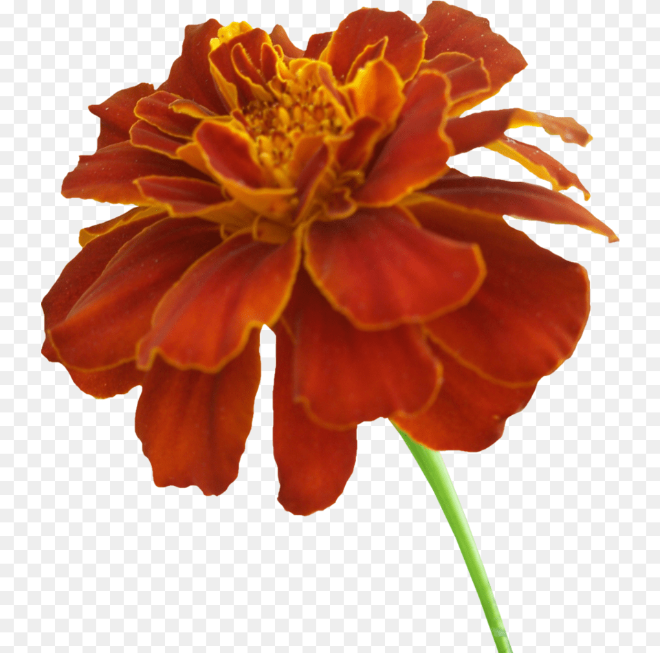 Marigold Photos Transparent Marigold Flower, Dahlia, Petal, Plant, Pollen Png