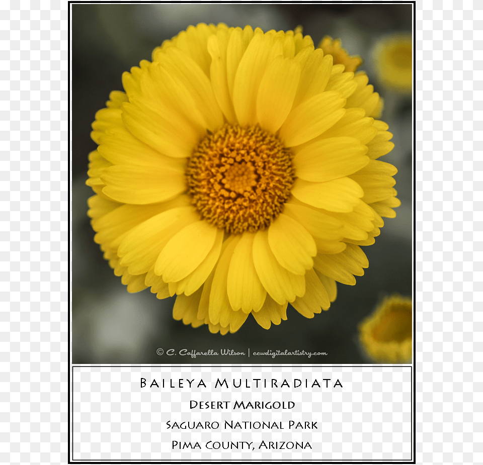 Marigold Portable Network Graphics, Daisy, Flower, Plant, Pollen Png Image
