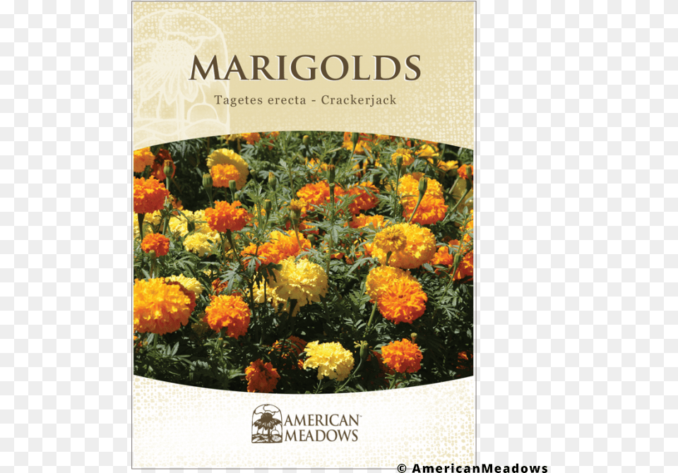 Marigold Seed Packet, Plant, Dahlia, Flower, Petal Free Transparent Png