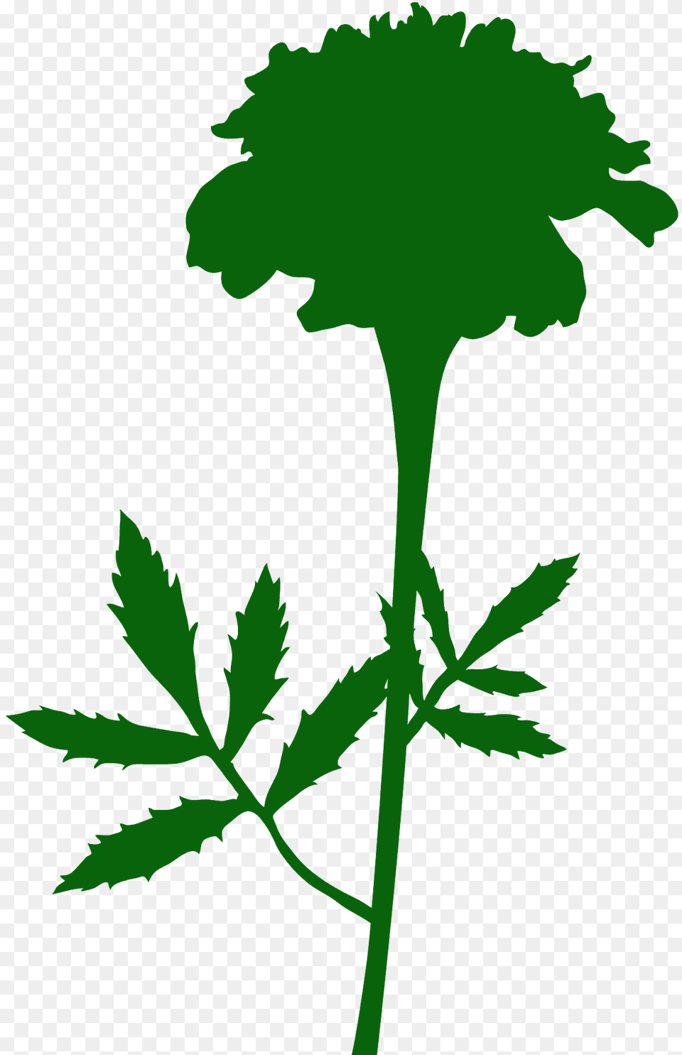 Marigold Silhouette, Leaf, Plant, Herbal, Herbs Free Png