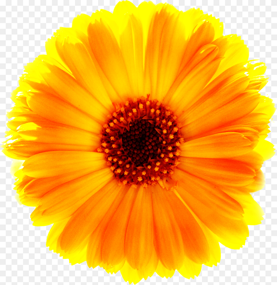 Marigold Surajmukhi Flower, Daisy, Petal, Plant, Anther Free Png Download