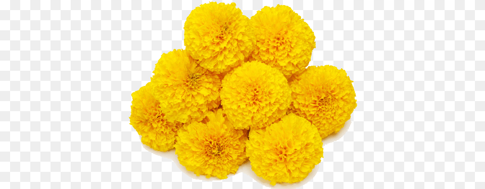 Marigold Transparent Background Mart Genda Attar, Flower, Plant, Dahlia, Petal Png Image