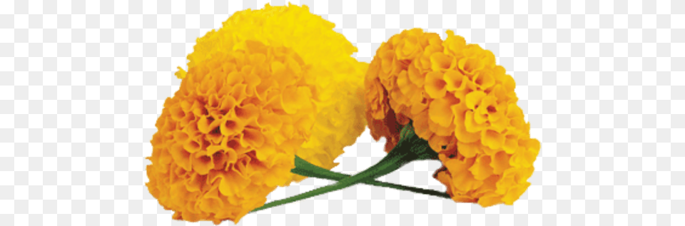 Marigold Transparent Transparent Marigold Flower, Carnation, Plant, Petal, Dahlia Png