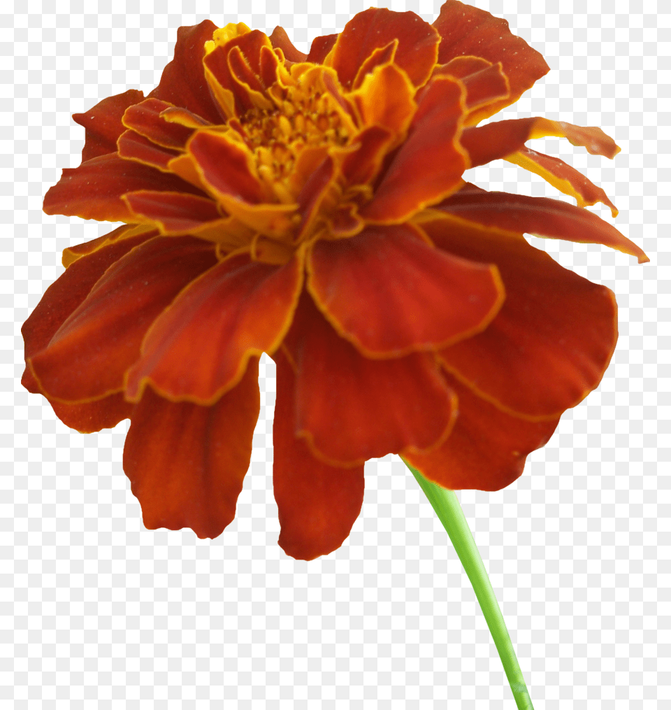 Marigold Vector, Dahlia, Flower, Petal, Plant Free Transparent Png