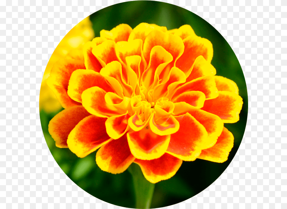 Marigold Wirkstoff Marigold Tagetes Patula, Dahlia, Flower, Petal, Plant Free Transparent Png