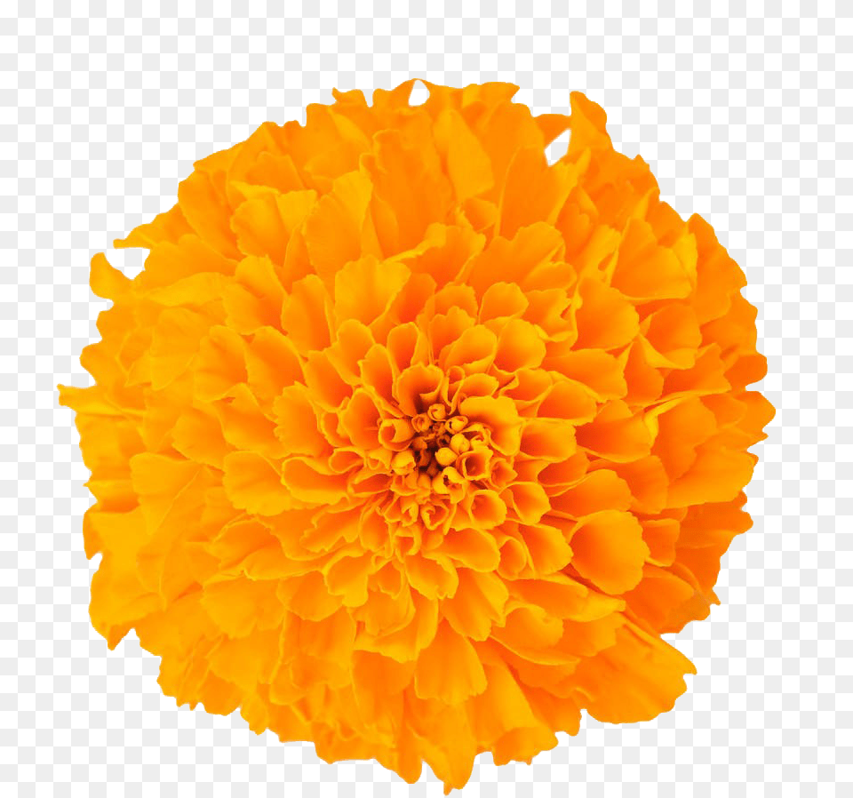 Marigolds Flower, Dahlia, Daisy, Petal, Plant Free Transparent Png