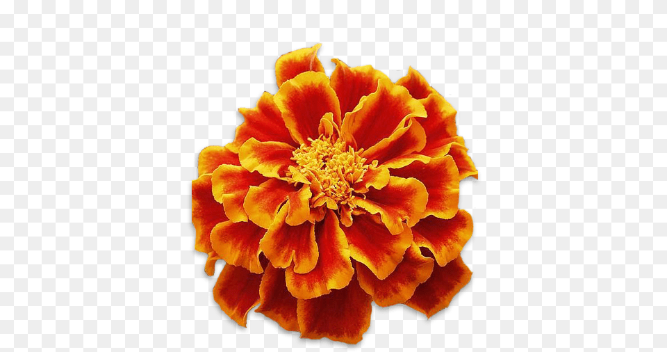 Marigolds Tagetes Patula, Anther, Dahlia, Daisy, Flower Free Png Download