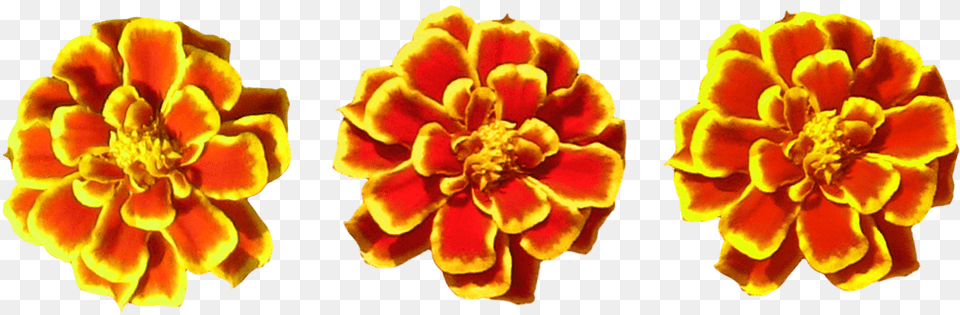 Marigolds Transparent Marigold Flower Toran, Anther, Pollen, Plant, Petal Png