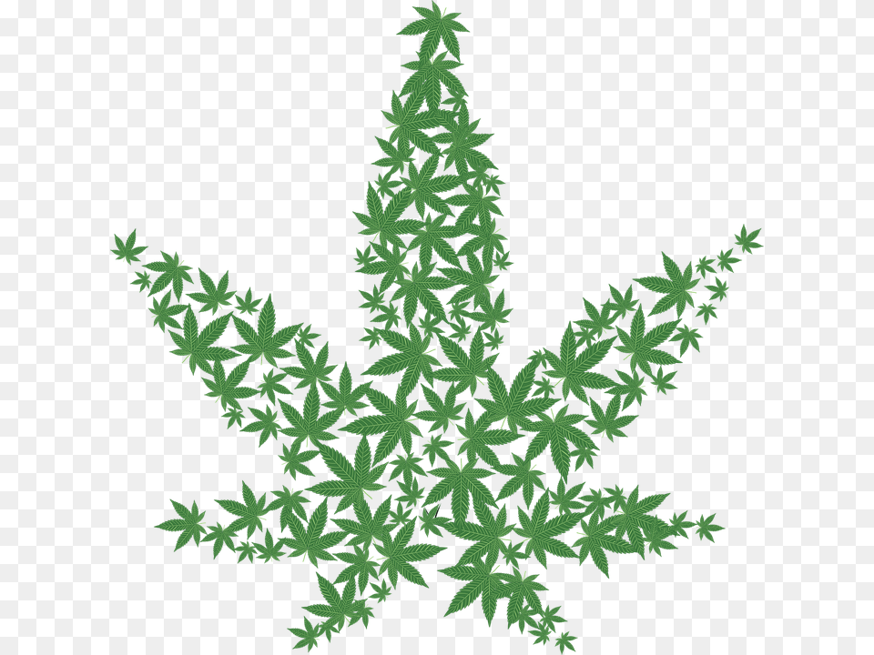 Marihuana Drogas Prohibido Ilegal Weed Print, Green, Leaf, Plant, Tree Free Png Download