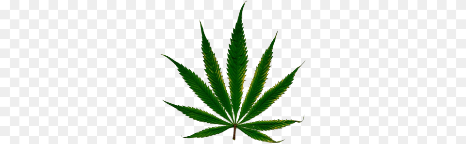 Marijuana, Leaf, Plant, Weed, Hemp Free Png Download