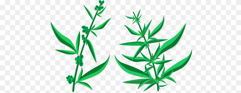 Marijuana Cannabis, Grass, Herbal, Herbs, Plant Free Png