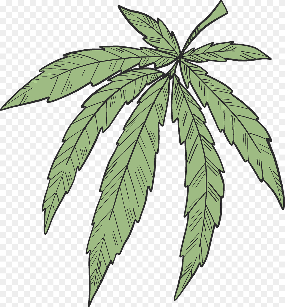 Marijuana Clipart, Leaf, Plant, Tree, Hemp Png