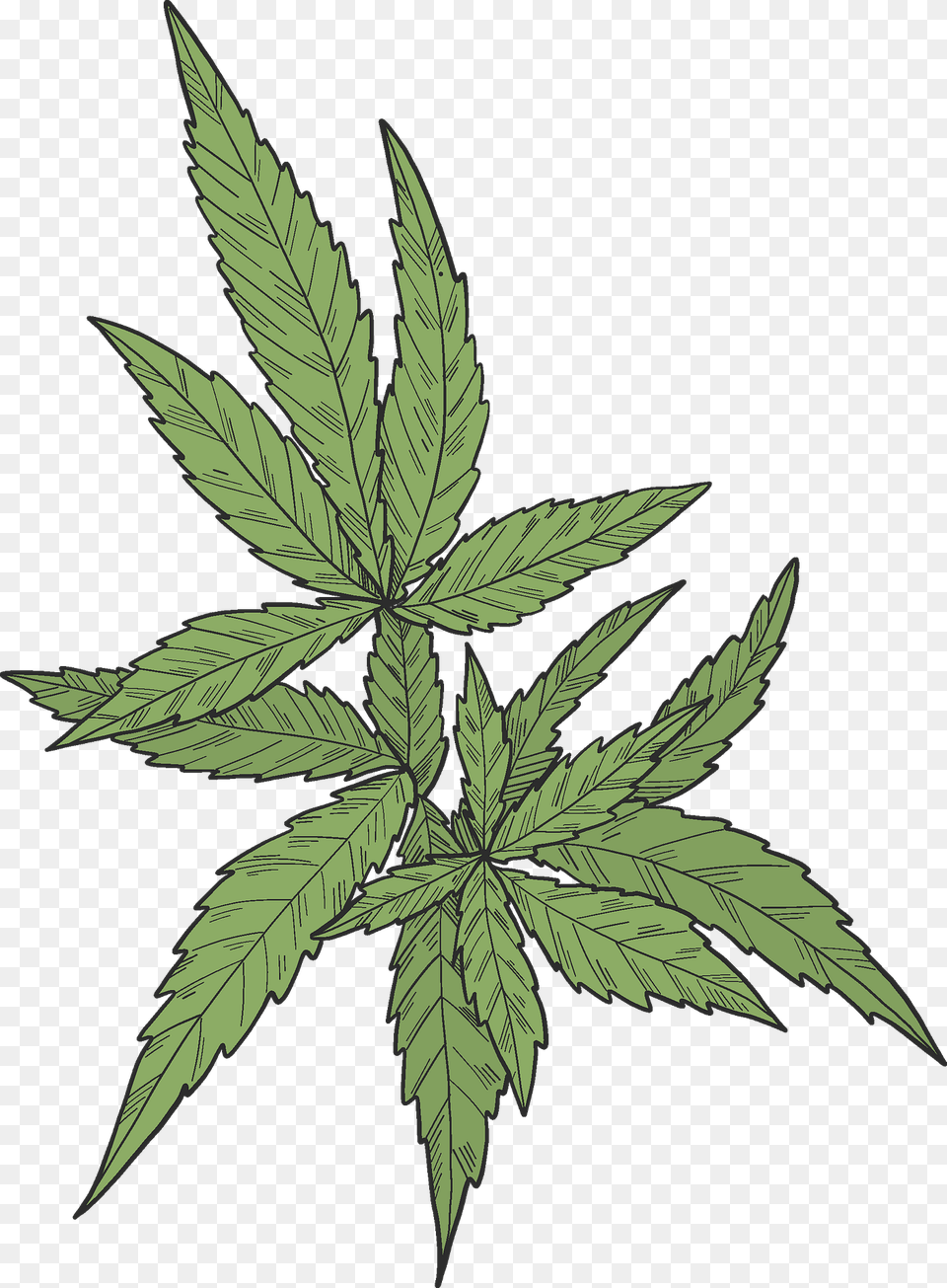 Marijuana Clipart, Leaf, Plant, Hemp, Weed Png