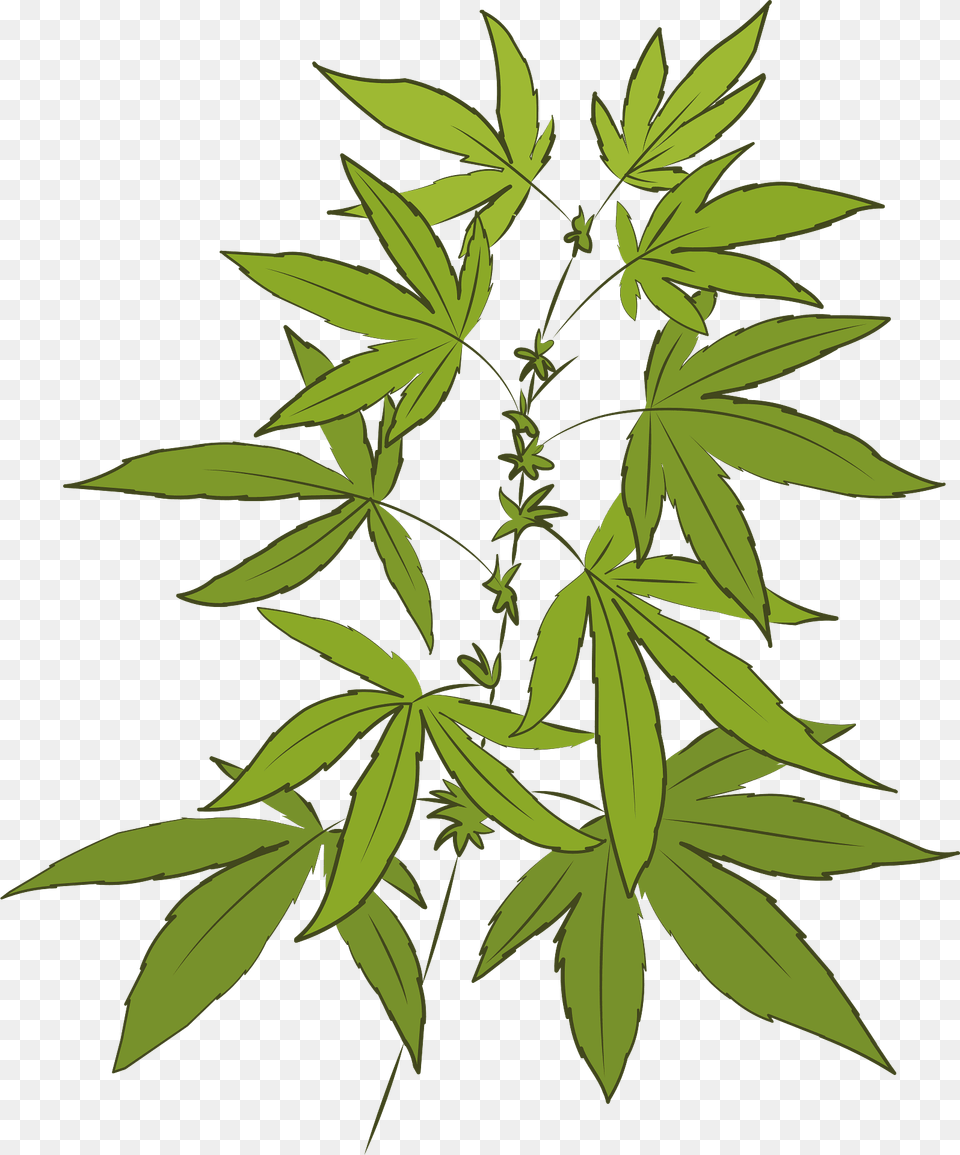 Marijuana Clipart, Leaf, Plant, Hemp, Vegetation Free Transparent Png
