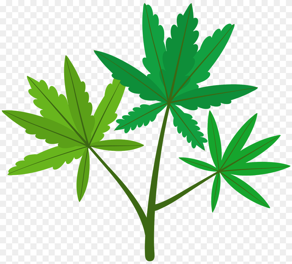 Marijuana Clipart, Leaf, Plant, Weed, Green Png Image