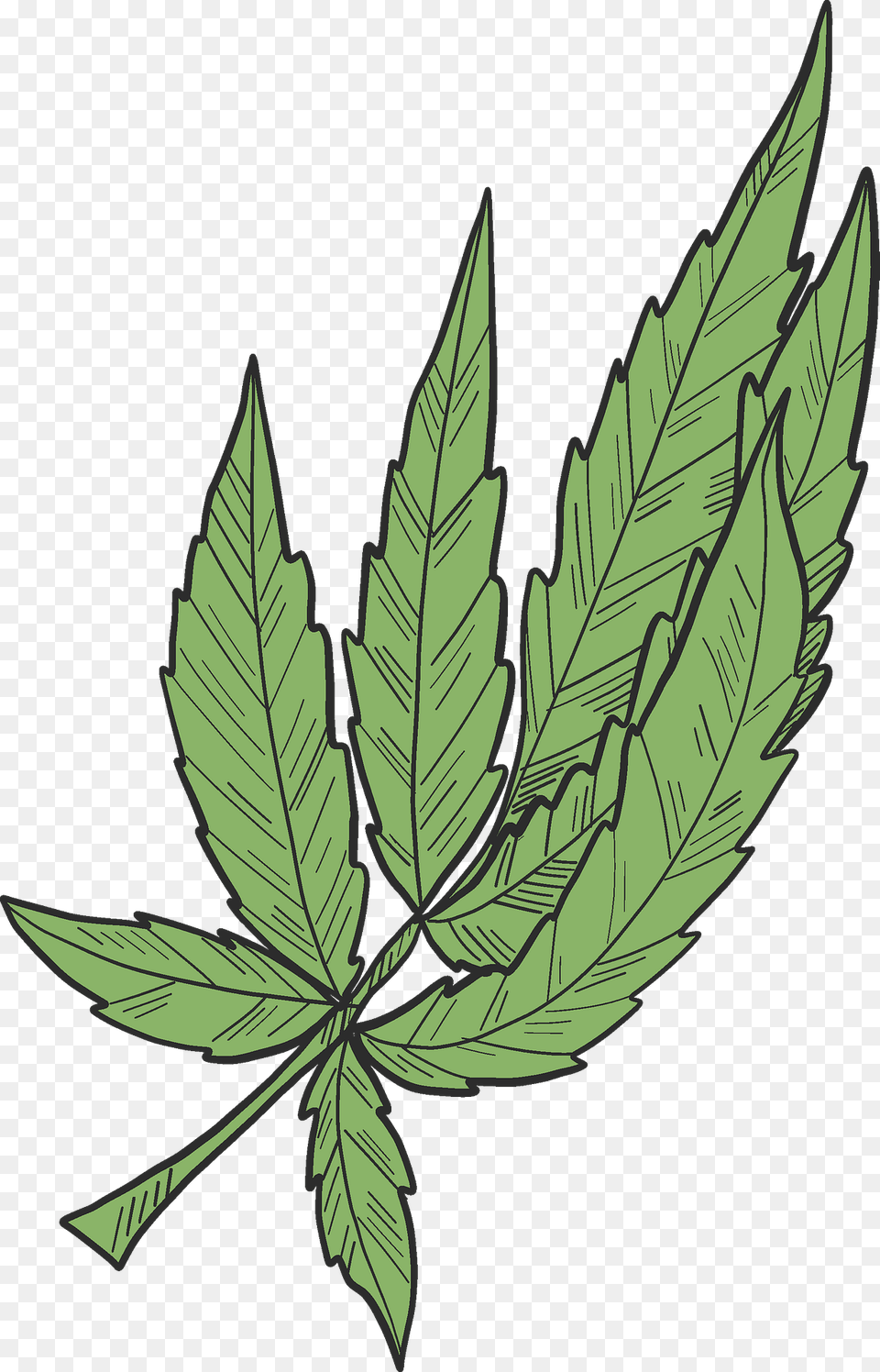 Marijuana Clipart, Leaf, Plant, Hemp, Weed Free Png