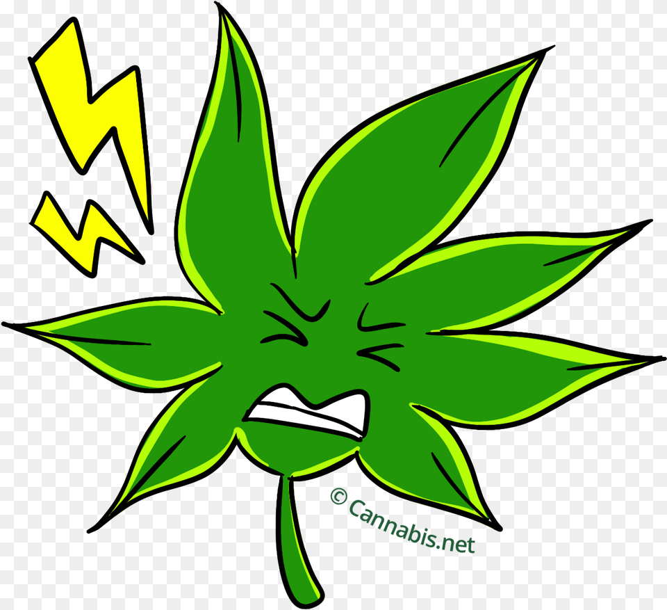 Marijuana Clipart Doobie Transparent Cartoons, Green, Leaf, Plant, Person Png Image