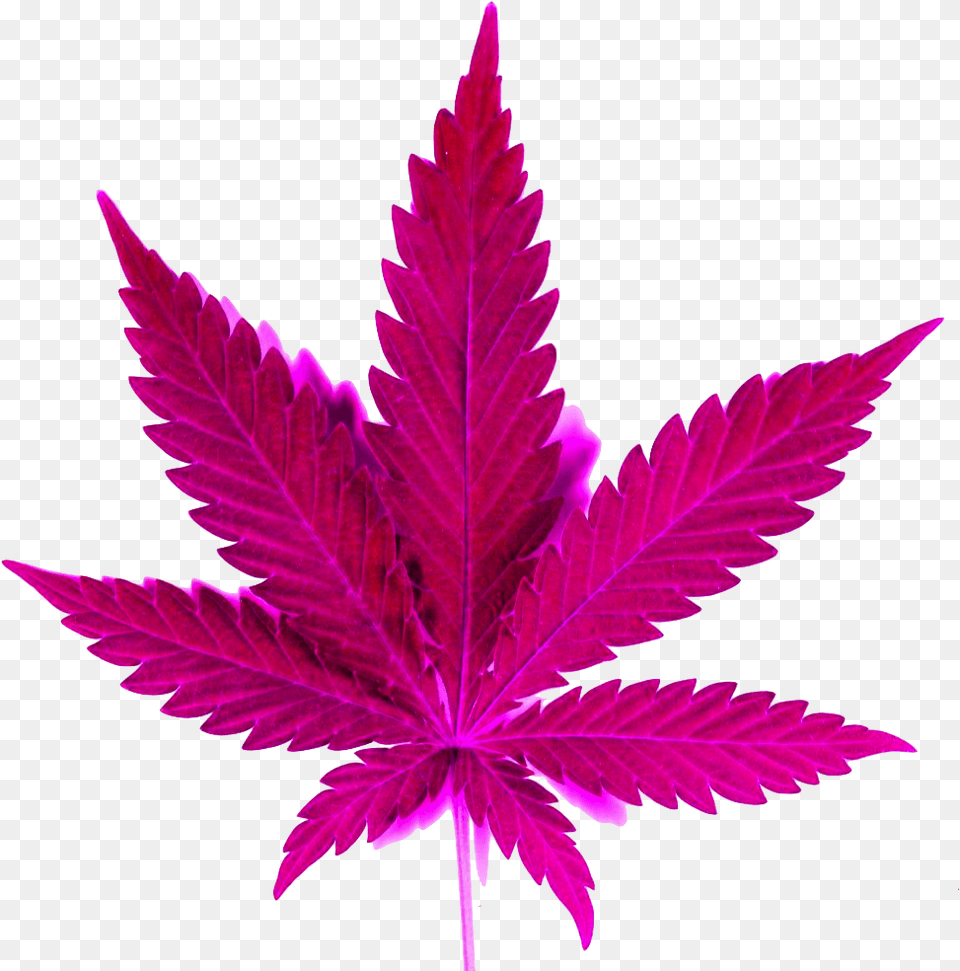 Marijuana Clipart Weed, Leaf, Plant, Tree Free Png