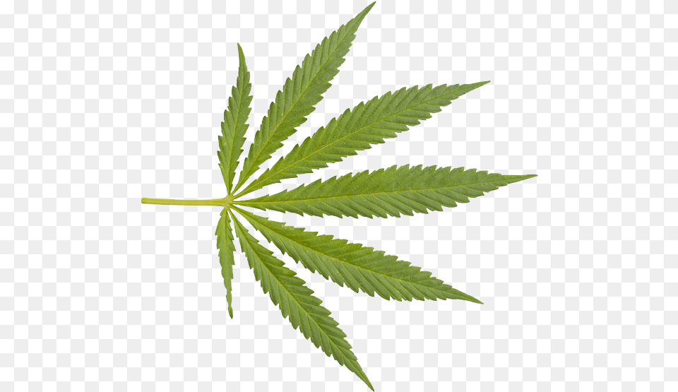 Marijuana Closeup Weed Weed Leaf Transparent Background, Plant, Hemp Free Png