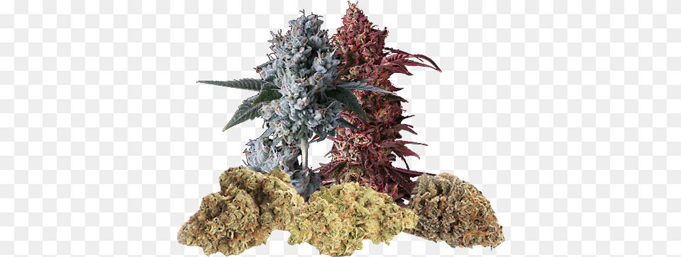 Marijuana Flower Language, Plant, Weed, Grass Png