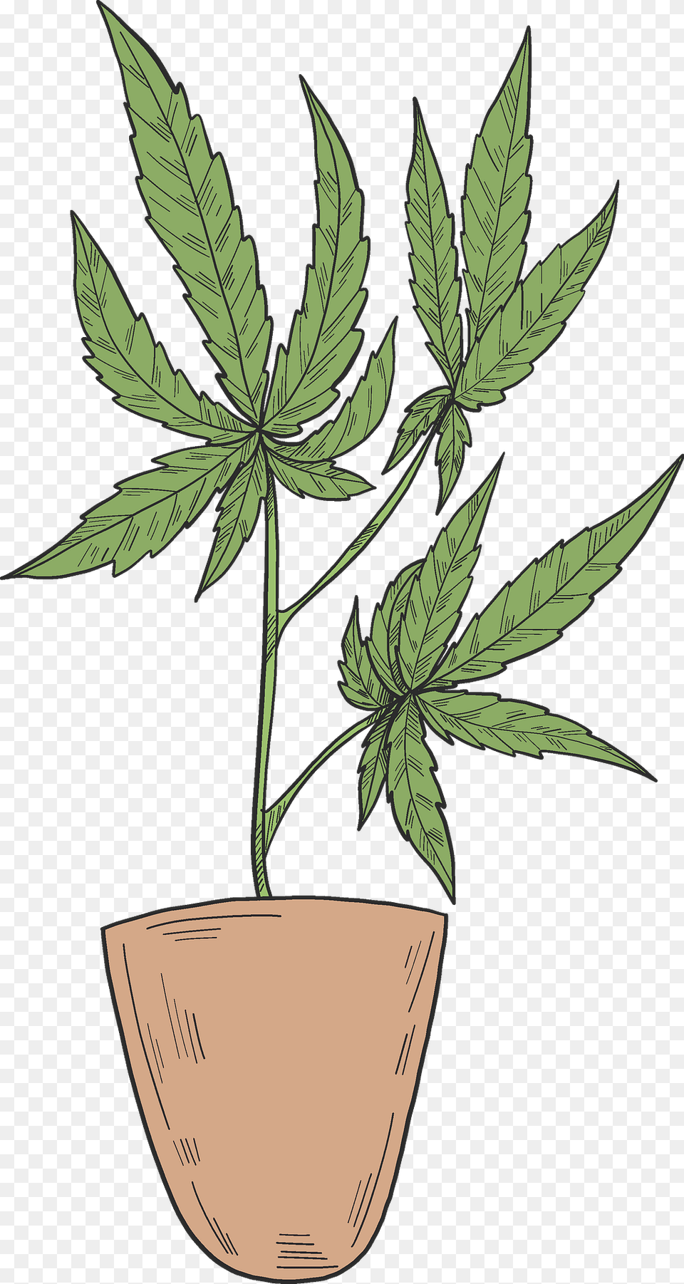 Marijuana In A Pot Clipart, Hemp, Leaf, Plant Png