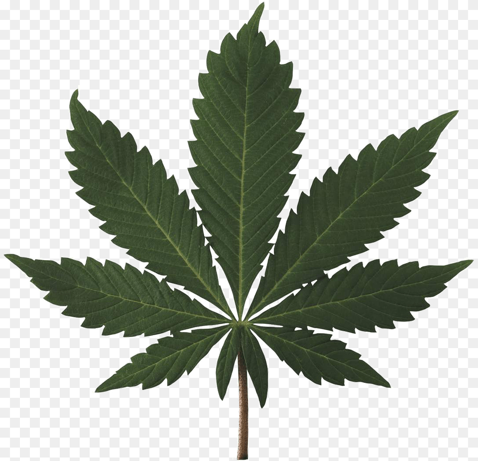 Marijuana Leaf, Plant, Hemp Free Png Download