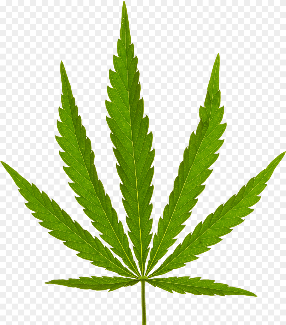 Marijuana Leaf Png