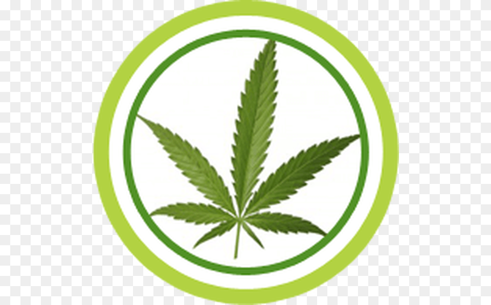 Marijuana Leaf, Herbal, Herbs, Plant, Weed Free Transparent Png