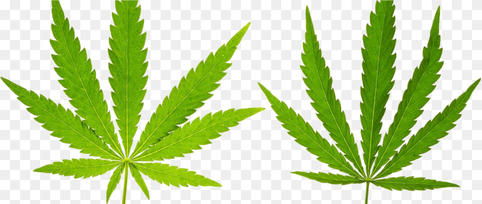 Marijuana Leaf, Plant, Hemp Free Png Download