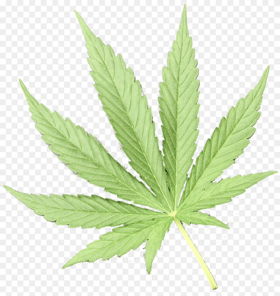 Marijuana Leaf, Plant, Hemp, Weed Free Transparent Png