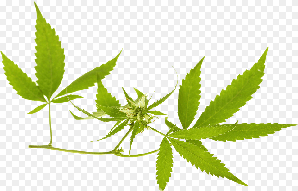 Marijuana Leaf, Plant, Weed, Hemp, Herbal Png