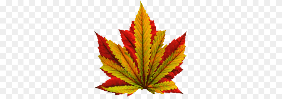 Marijuana Leaf, Plant, Tree, Maple Free Png Download