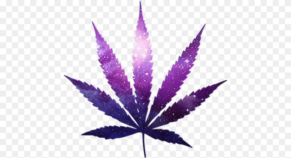 Marijuana Leaf, Plant Png Image