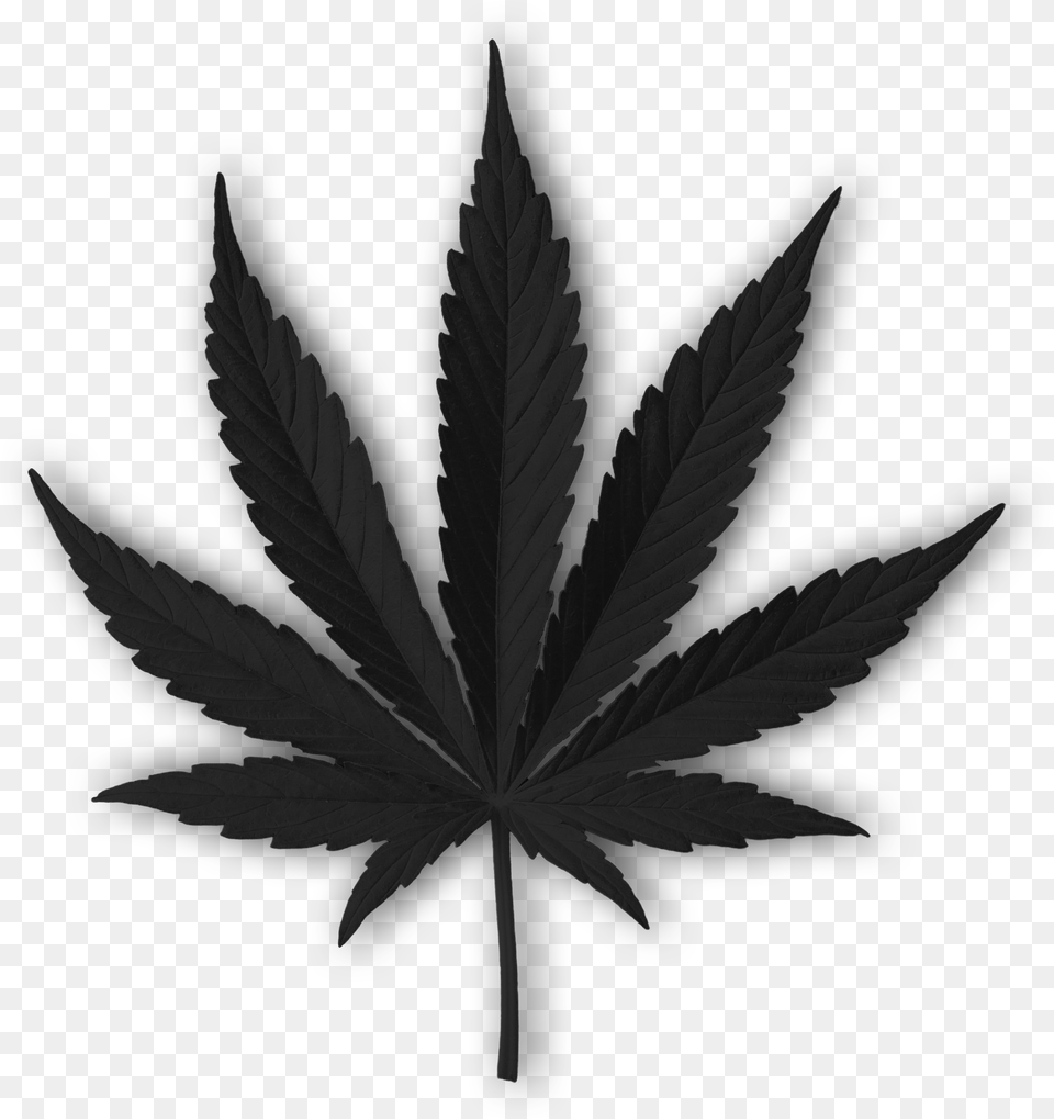 Marijuana Leaf Blue, Plant Free Png Download
