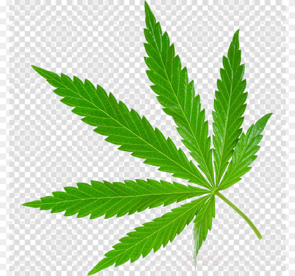 Marijuana Leaf Clipart Stock Photography Cannabis Sativa, Plant, Hemp, Weed Free Png Download