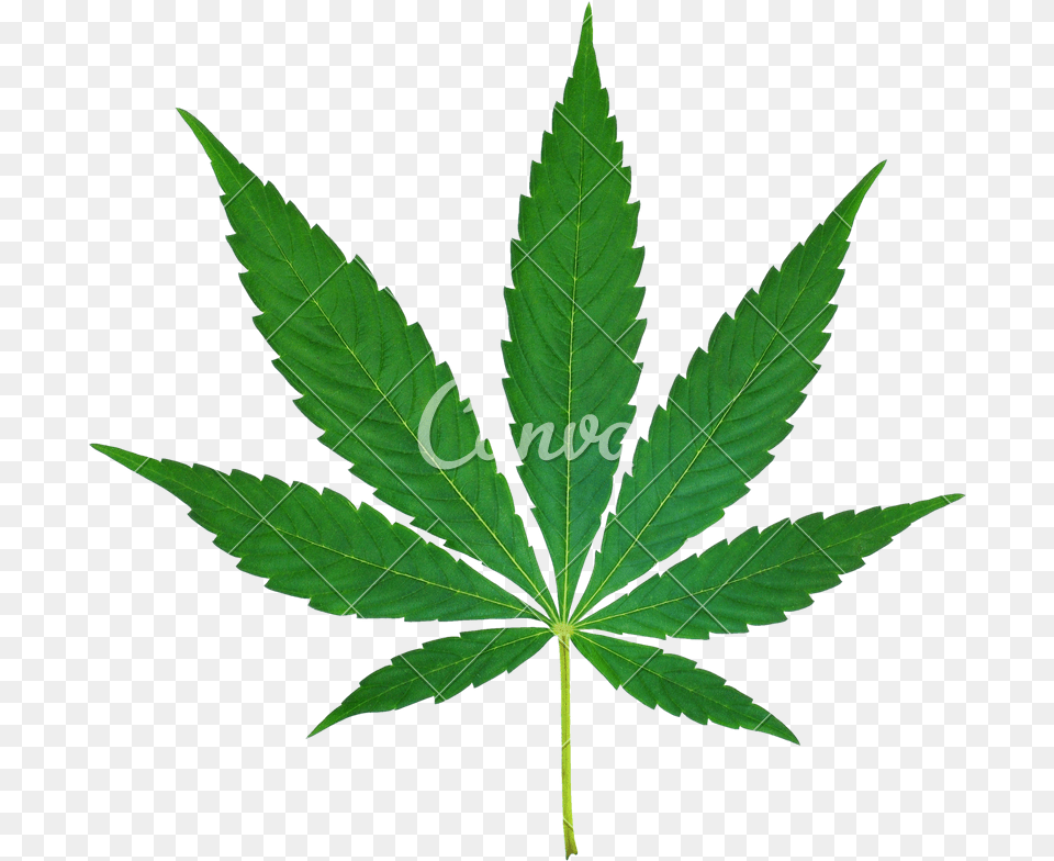 Marijuana Leaf Cutout, Plant, Hemp Png Image