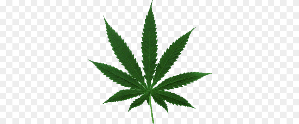 Marijuana Leaf Marijuana Leaf Svg, Plant, Weed, Herbal, Herbs Free Transparent Png