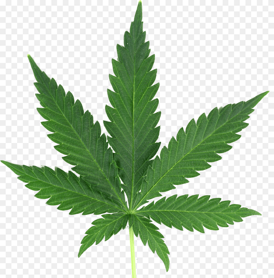 Marijuana Leaf Real Cannabis, Plant, Hemp, Weed Png Image