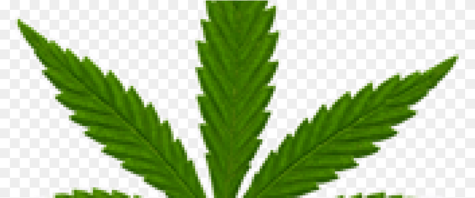Marijuana Leaf Small, Plant, Weed, Hemp, Herbal Png